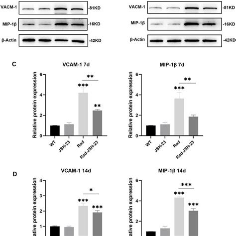 Expression Changes Of Inflammation Related Proteins In Cochlear Tissues