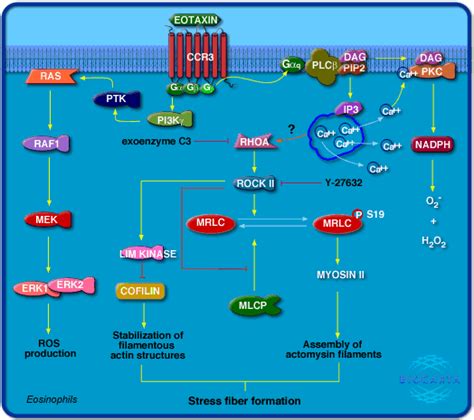 Ccr3