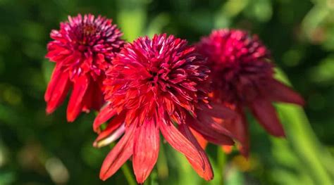 23 Different Types of Beautiful Coneflower Varieties