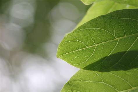 Banco de imagens árvore natureza ramo plantar folha flor meio