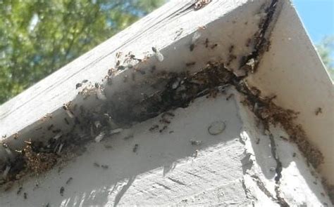 When The Rain Is Gone Termite Swarms Begin Corky S Pest Control