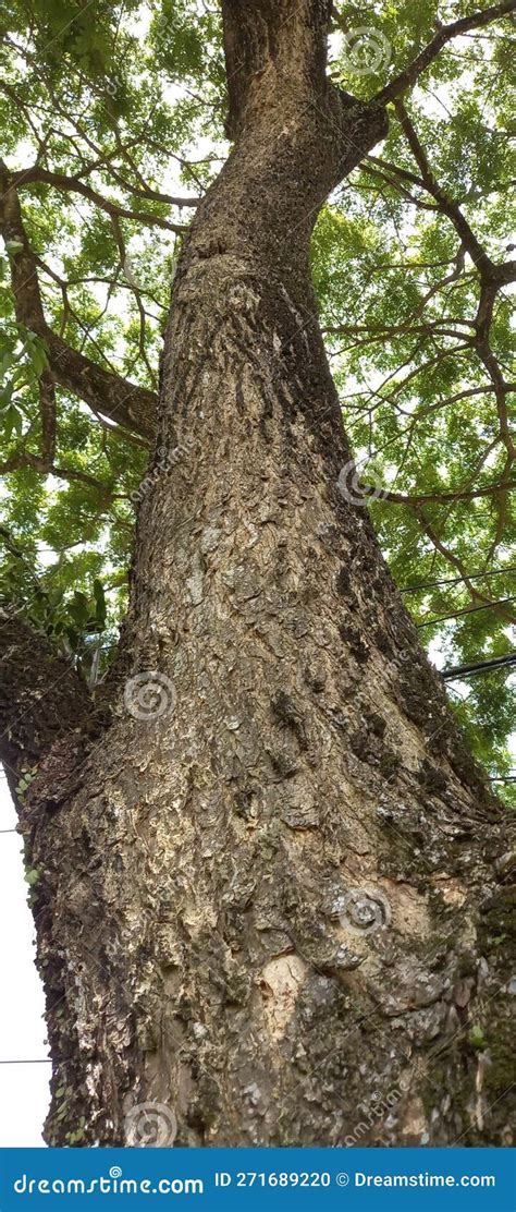 A Trembesi Tree that Grows by the Side of the Road with Cracked Bark ...