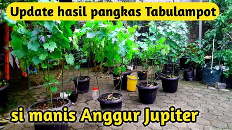 Update Hasil Pangkas Tabulampot Anggur Jupiter YouTube