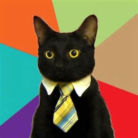 business cat Memes - Imgflip