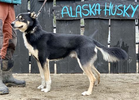 Rasebeskrivelse - Alaska Husky