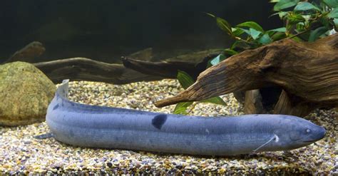 Lungfish Fish Facts Dipnoi Az Animals