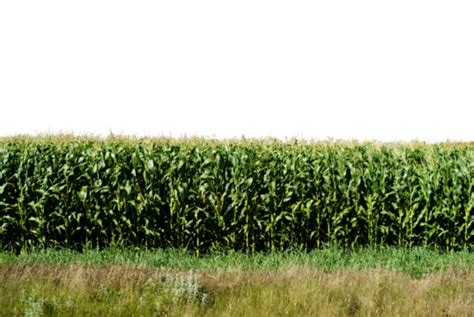 Cornfield Png Vector Psd And Clipart With Transparent Background For