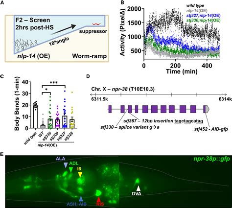 The Neuropeptide Receptor Npr 38 Regulates Avoidance And Stress Induced