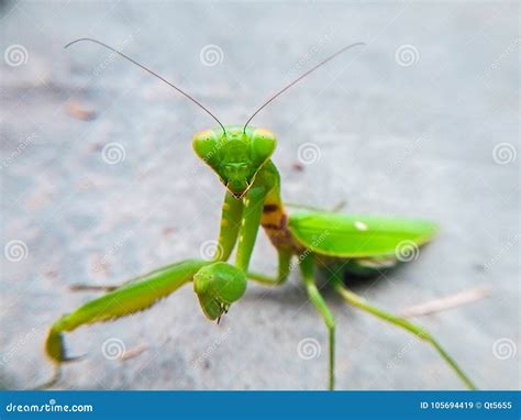 Mantis On The Concrete Floor Stock Image Image Of Hard Praying