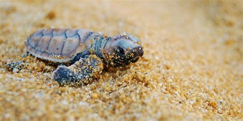 Baby Turtles Hatching On Lombok Elite Havens Magazine