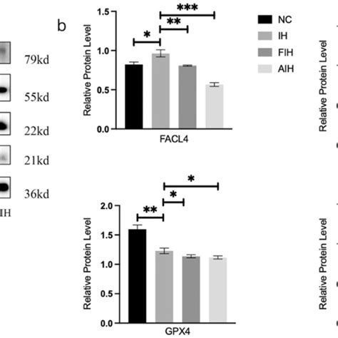 Effect Of IH Treatment On Ferroptosis In Myocardial Tissues A And B