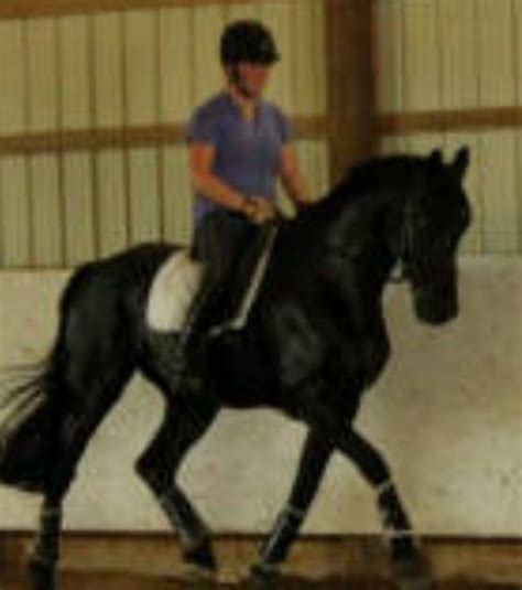 Stunning Friesianthoroughbred Cross Horses