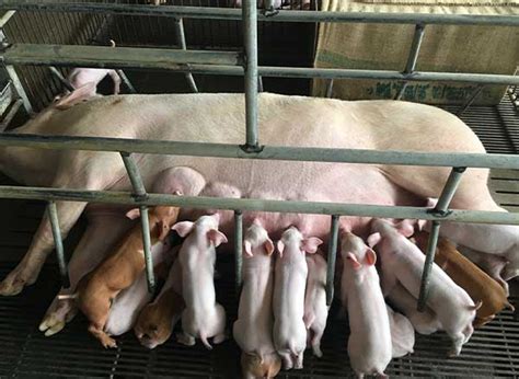 Discover U.S. pork safety standards