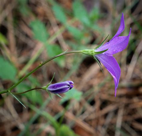 Campanula wolgensis Изображение особи Плантариум