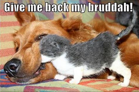 cat & dog funny - Animal Humor Photo (19955358) - Fanpop