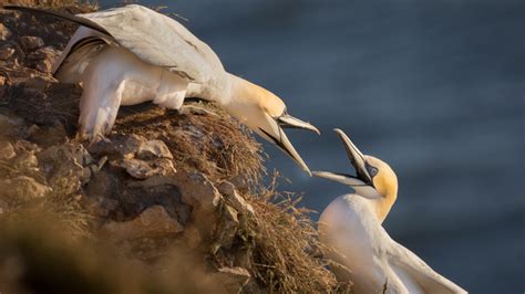 Aumenta la reproducción de las aves marinas árticas por el cambio climático