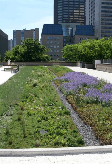 Nathan Phillips Square Toronto City Hall Podium Green Roof Green Roofs Australasia