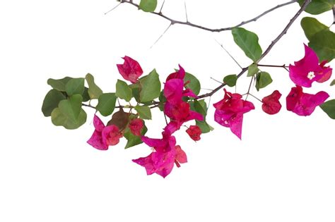 Premium Photo Bougainvilleas Branch Isolated On White