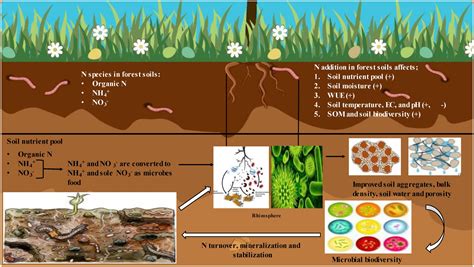 Frontiers Soil Nitrogen Dynamics In Natural Forest Ecosystem A Review