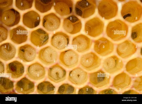 Honey Bee Larvae Stages