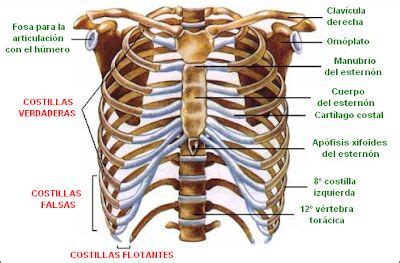 Anatomia Y Fisiologia Del Sistema Oseo Huesos Del Cuerpo Humano