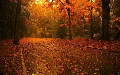 4 Large Fall Screensavers And Autumn Animated Hd Wallpaper Pxfuel