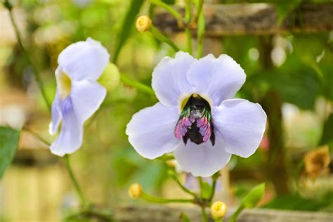 The white Thunbergia grandiflora bloomed with beautiful hanging in the ...