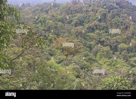 Cloud forest surrounding Mindo, Ecuador Stock Photo - Alamy