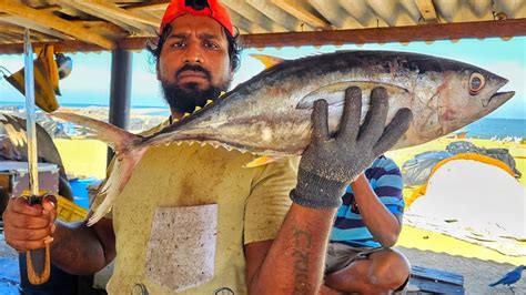 Yellowfin Tuna Fish Cutting Skill Huge Tuna Fish Cutting Skill