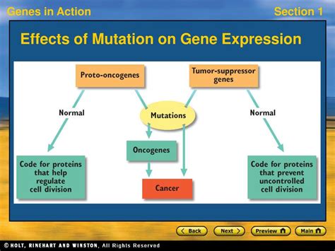 section  mutation  genetic change powerpoint