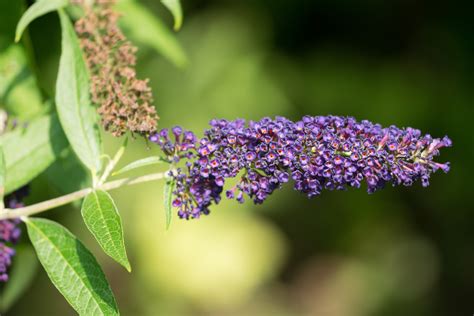 Garten Navi Sommerflieder Buddleja Davidii Empire Blue