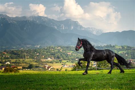 Black Friesian Horse Running at the Mountain Farm in Romania, Black ...