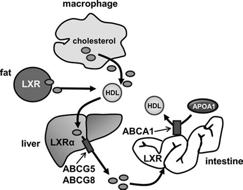 Macrophage Independent Regulation Of Reverse Cholesterol Transport By