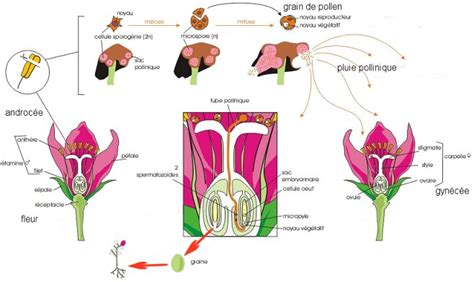 Les Grains De Pollen Site Des Ressources D Acces Pour Enseigner Les