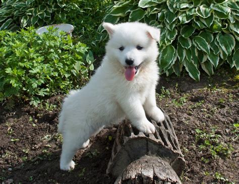 Huskimo Siberian Husky And American Eskimo Mix Info Pictures Care