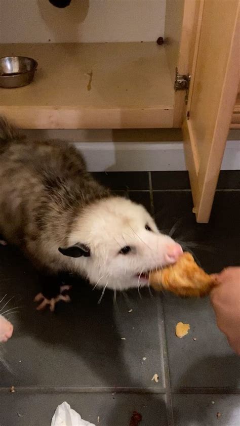 Cynthia Ran on Instagram: "That’s how u eat a 🍗🍗🍗🍗#opossum #drumsticks ...