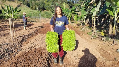 Mais Um Dia Na Horta Org Nica Plantei Mudas De Alface Dica De Como