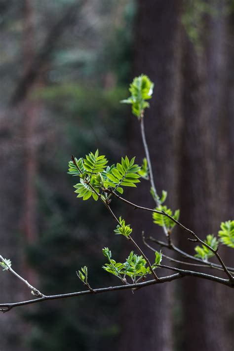 Fotos gratis árbol naturaleza bosque rama hoja verde botánica