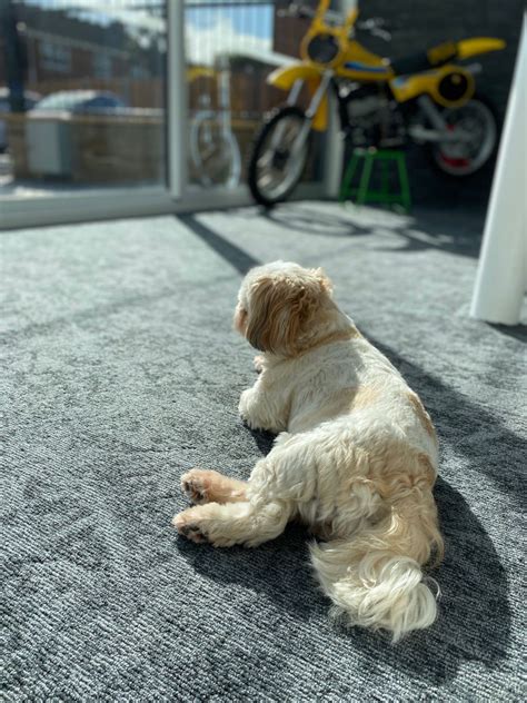 kingsley asset finance limited  linkedin poppy  enjoying  sun