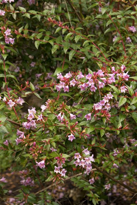 Edward Goucher Abelia | NWA Plants Inc