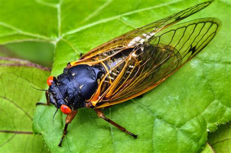 Trillions Of Cicadas Set To Emerge In Historic Us Invasion