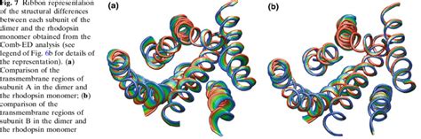 Ribbon Representation Of The Structural Differences Between Each