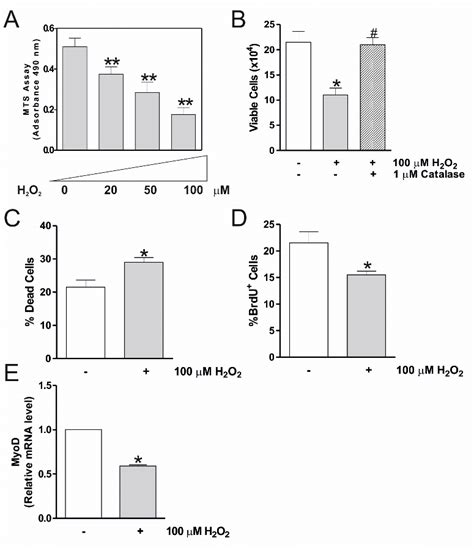 H2O2 Treatment Induces A Decrease In Cell Viability Of Murine C2C12