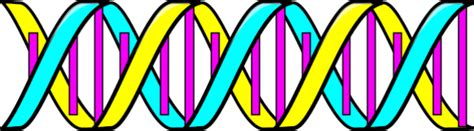 Double Helix Dna Vector Clip Art Clipart Best Clipart Best