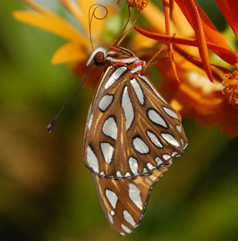 Gulf Fritilary Agraulis Incarnata Bugguide Net