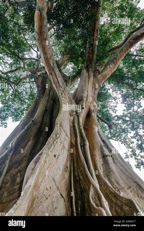 Rbol De Algod N Antiguo Gigante O Kapok Ceiba Pentandra En El Pueblo