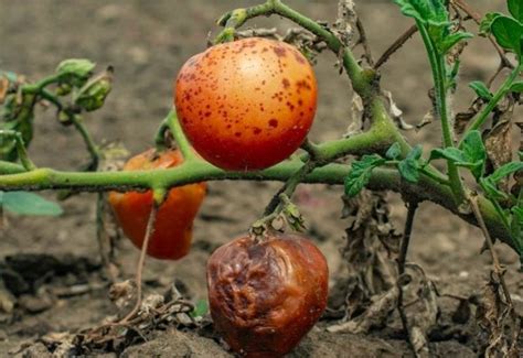 What Causes Black Spots On Tomatoes And How To Treat Them Gardening