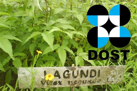 DOST prescribes right lagundi dosage