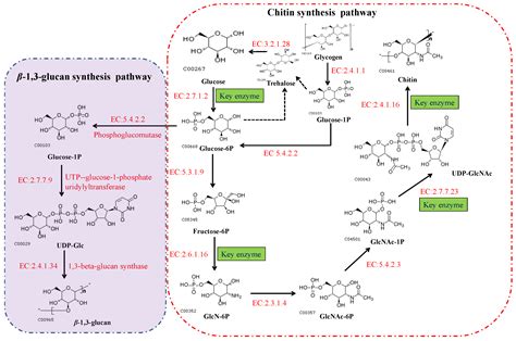 Chitin And Chitin Biosynthesis In Filamentous Fungi Encyclopedia Mdpi