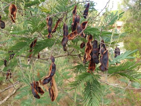 Black Acacia Seed Pods Stock Image Image Of Macro Park 267664573